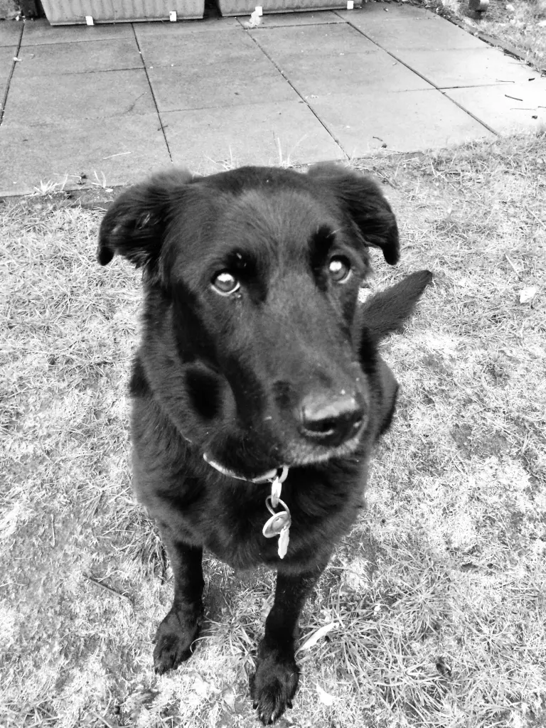 Image from Ronja