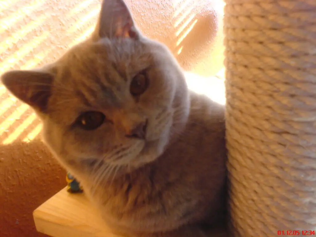 Image from Nikita / Muggi