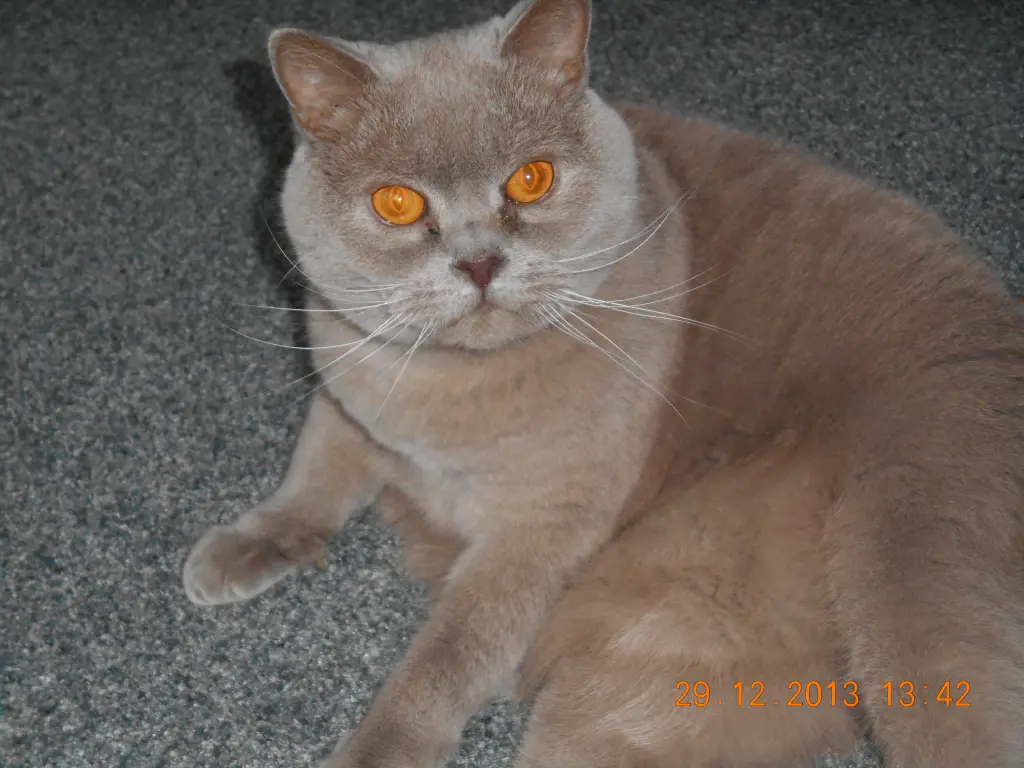 Image from Nikita / Muggi