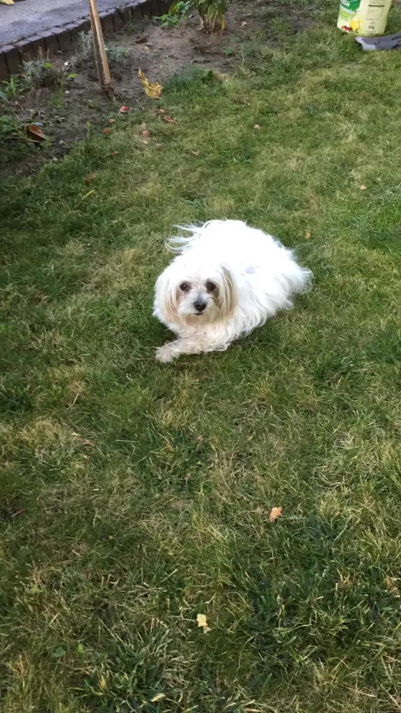 Condolence image of Sunnybaby
