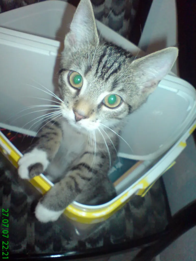 Image from Garfield