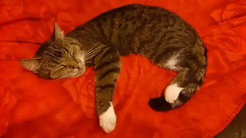 Image from Garfield