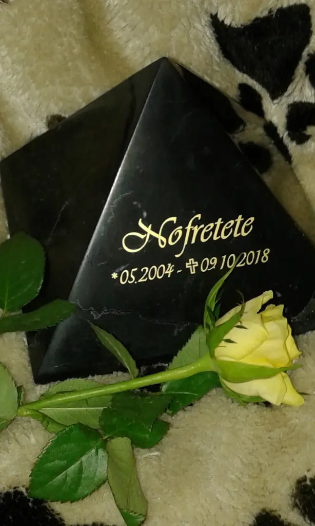 Image from Nofretete