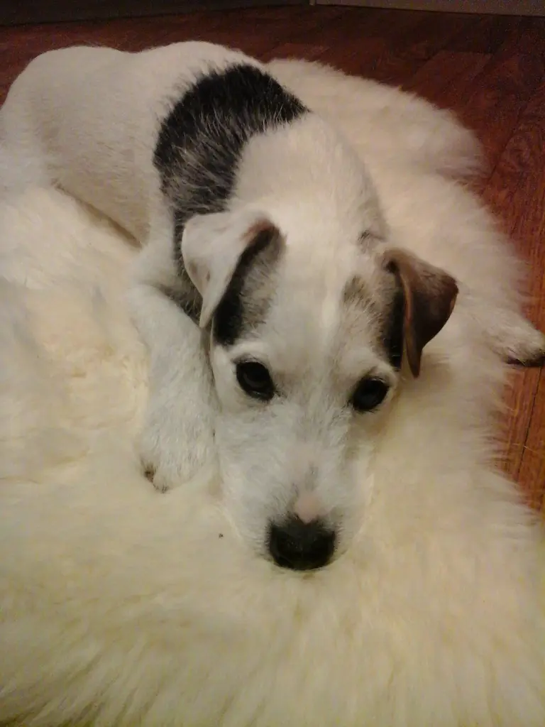Andachtsbild von Kerstin mit Gismo im Herzen