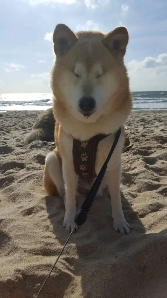 Bild von Aiko