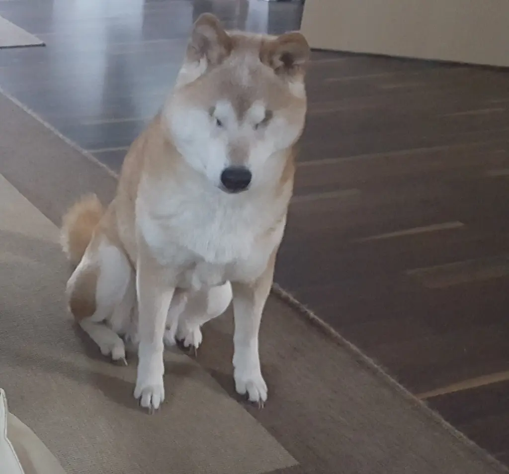 Bild von Aiko