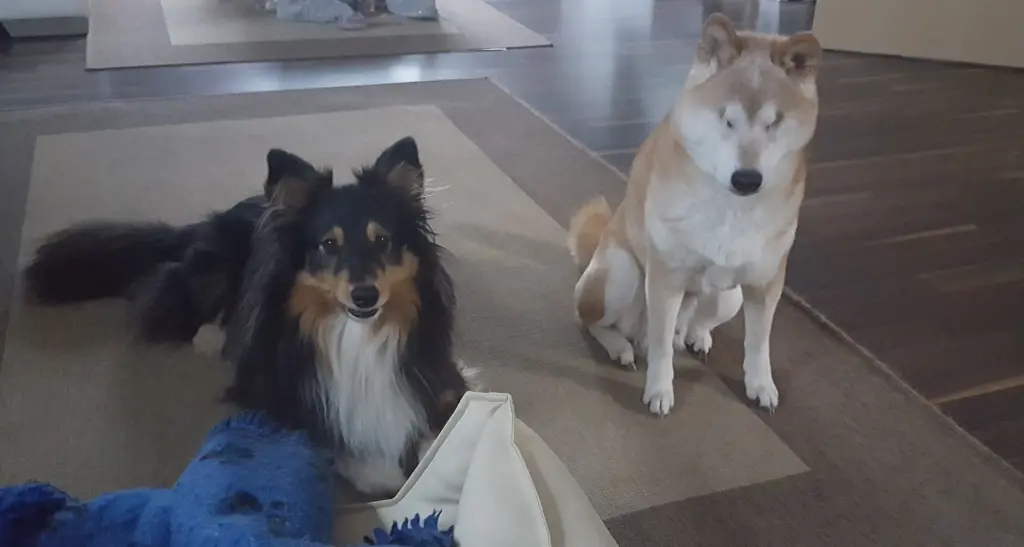 Bild von Aiko