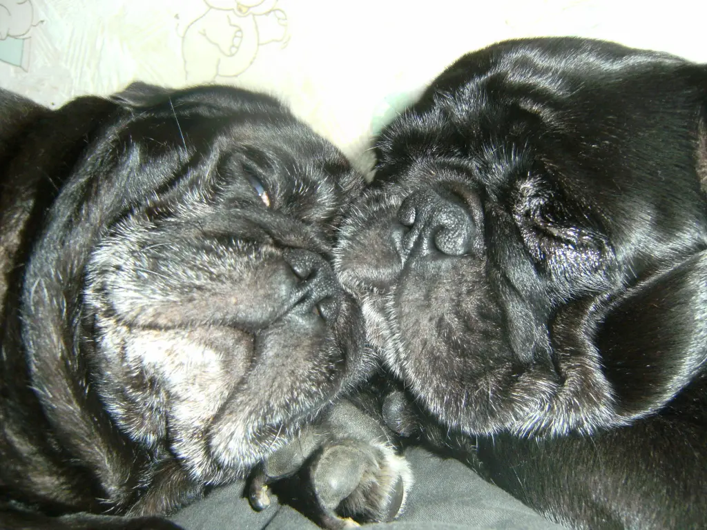 Condolence image of Cornelia mit Bruno & Barni im Herzen
