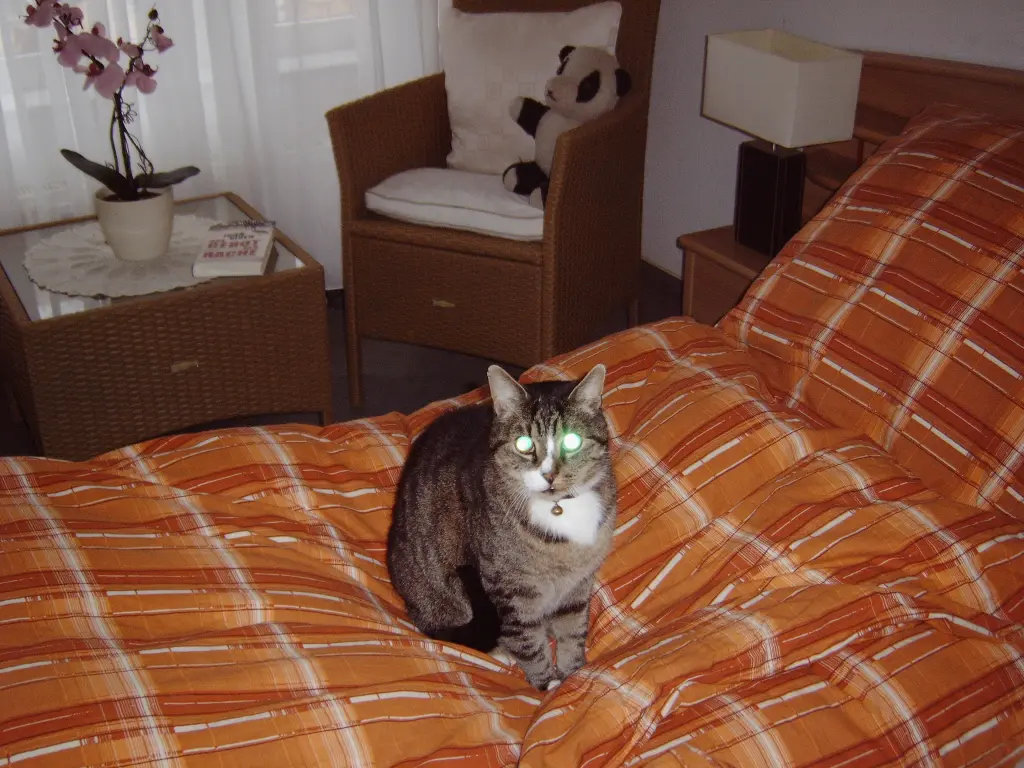 Image from Iggy