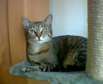 Image from Nala