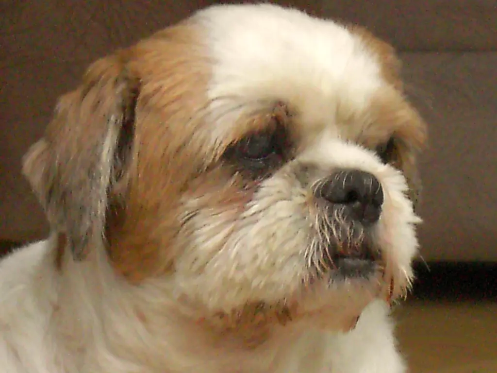 Condolence image of Marika mit Balou und Hippo im Herzen