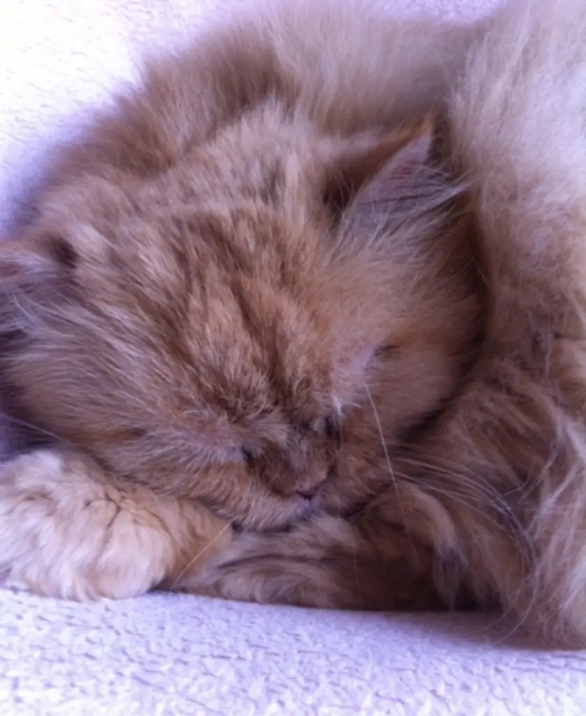 Condolence image of Françoise