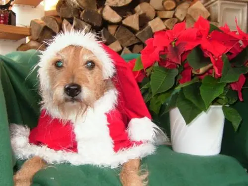 Bild von Snoopy