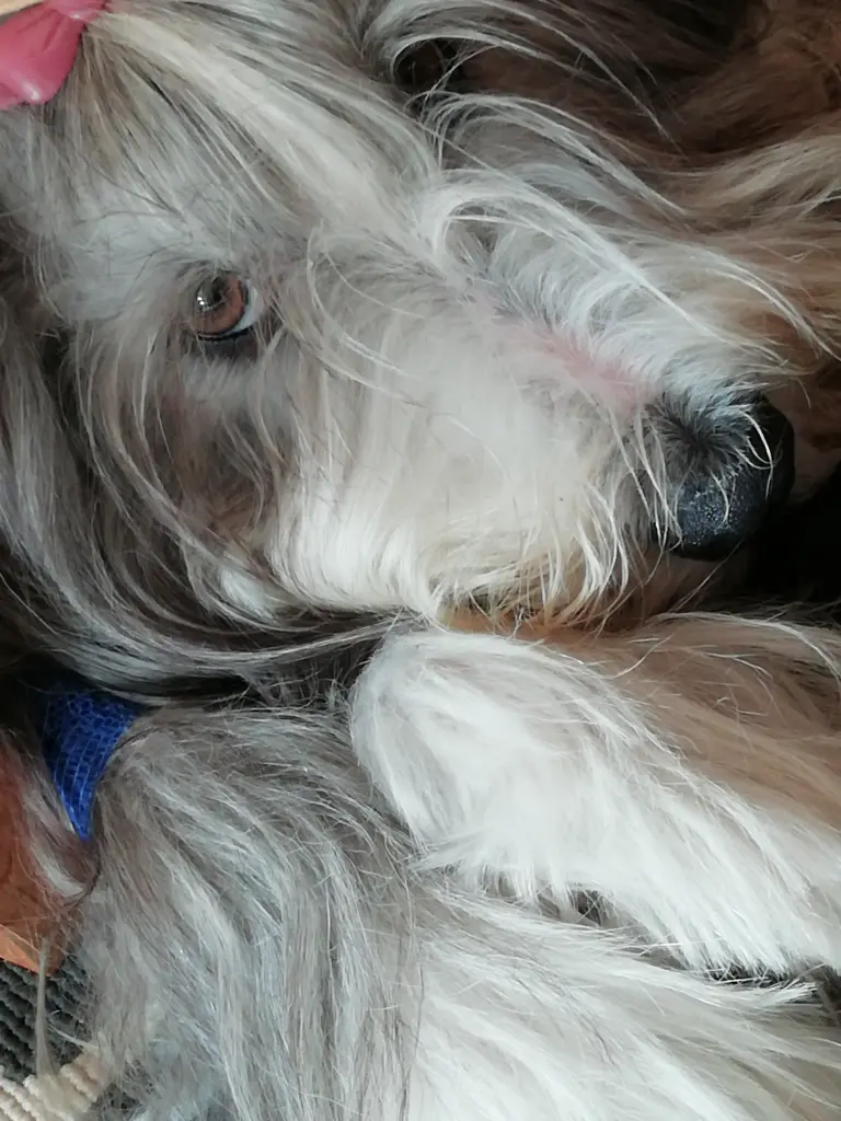 Image from Lilu