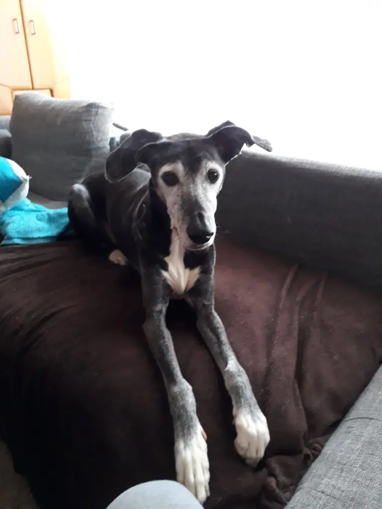 Image from Negra
