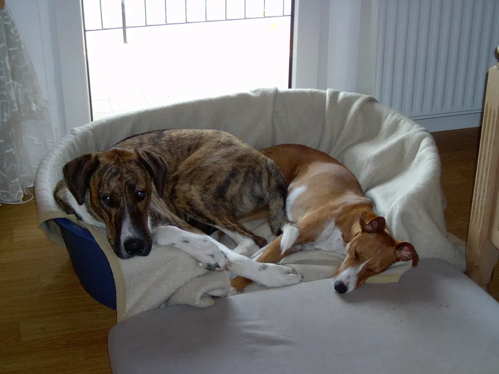 Condolence image of Evi