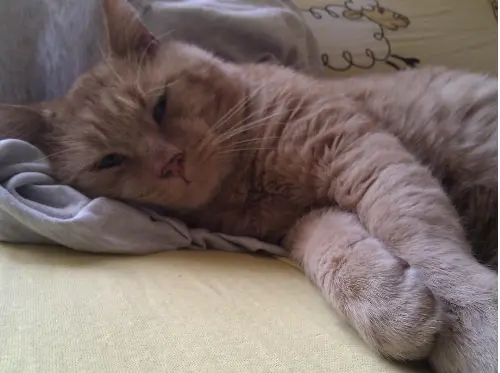 Condolence image of Sunny