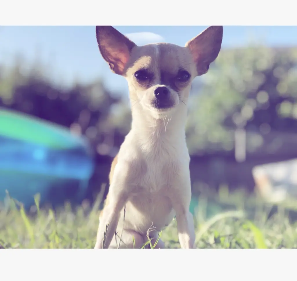 Image from Tophy 