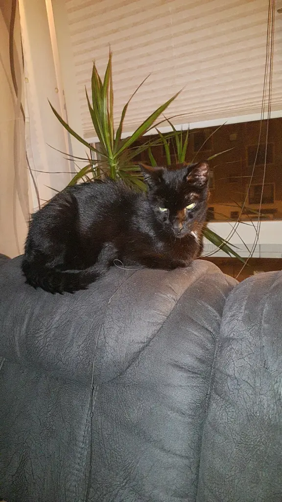 Image from Felix