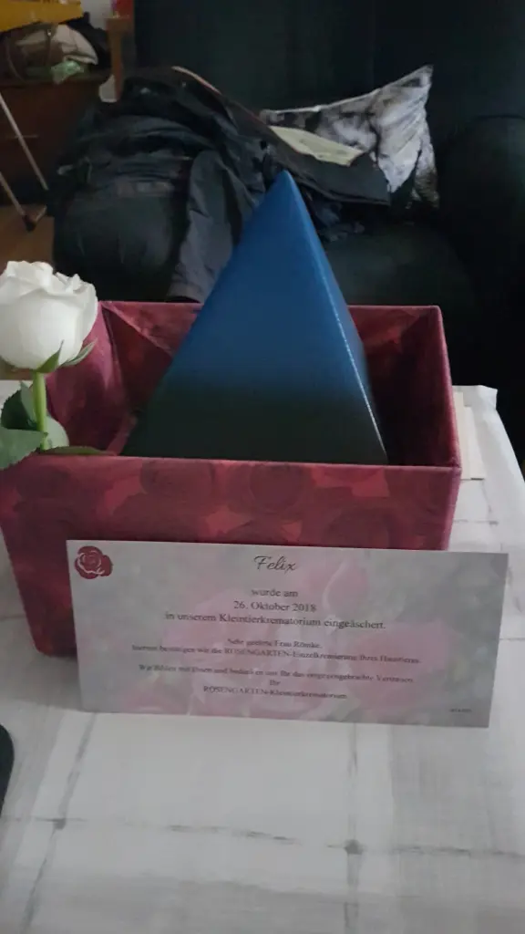 Image from Felix