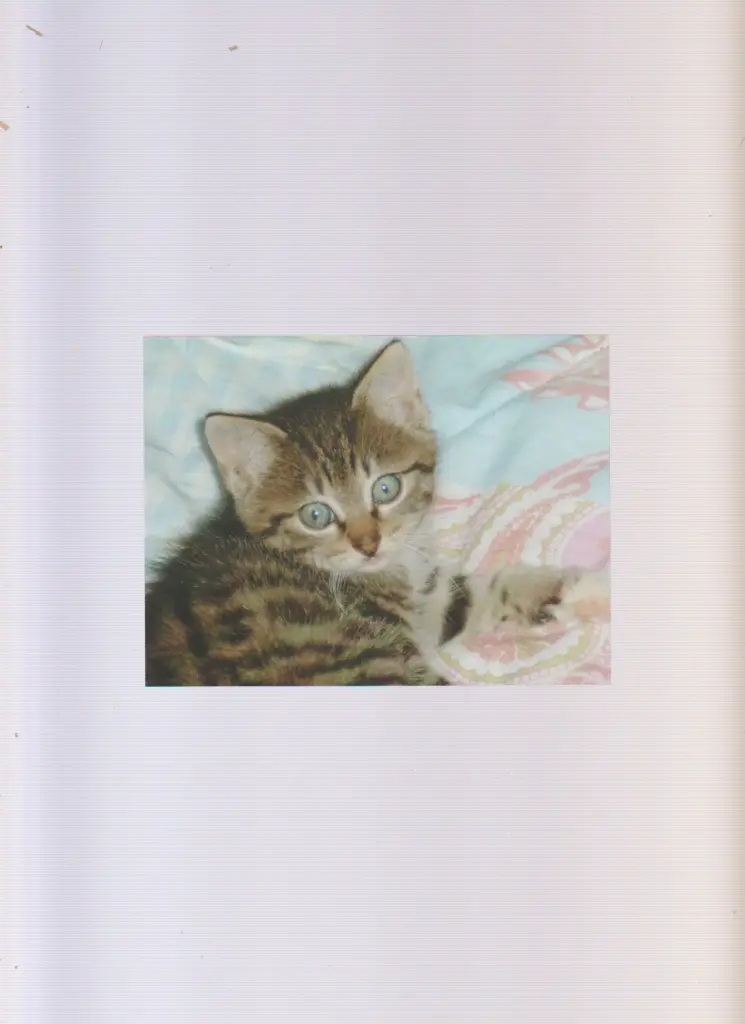 Bild von Dakota Belle