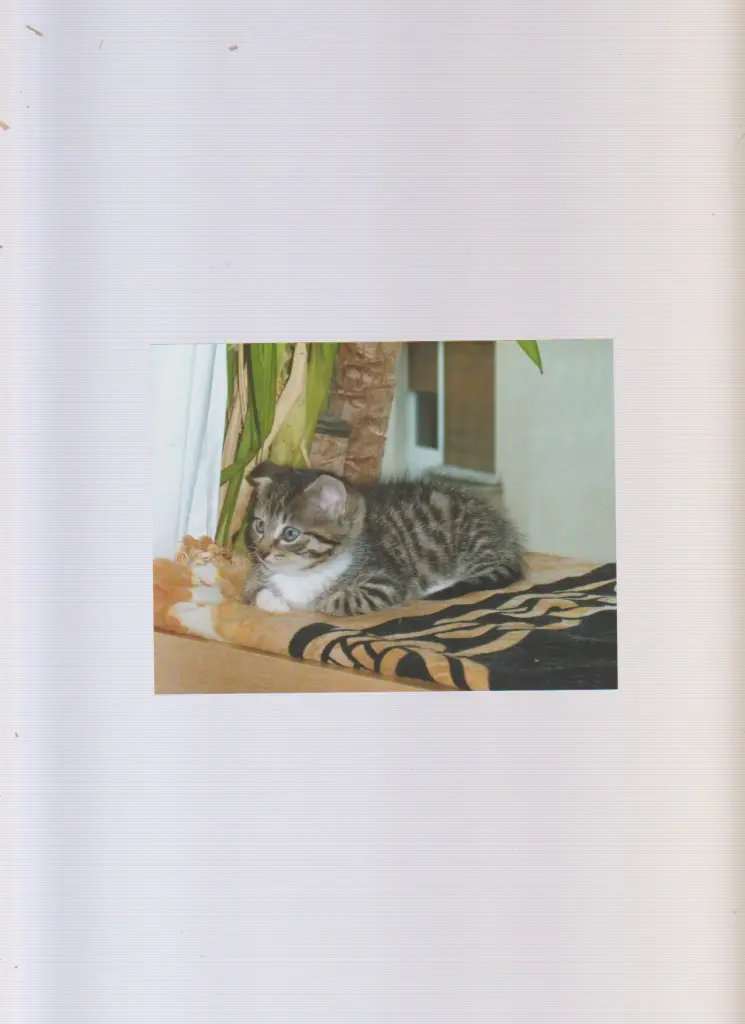 Bild von Dakota Belle