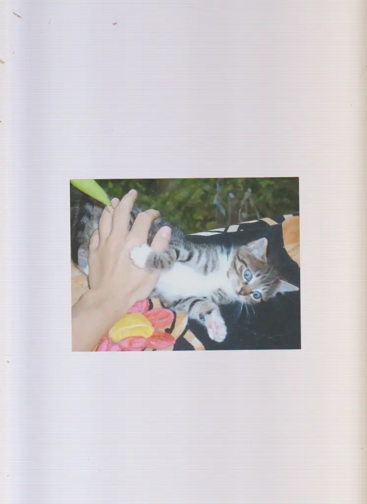 Bild von Dakota Belle