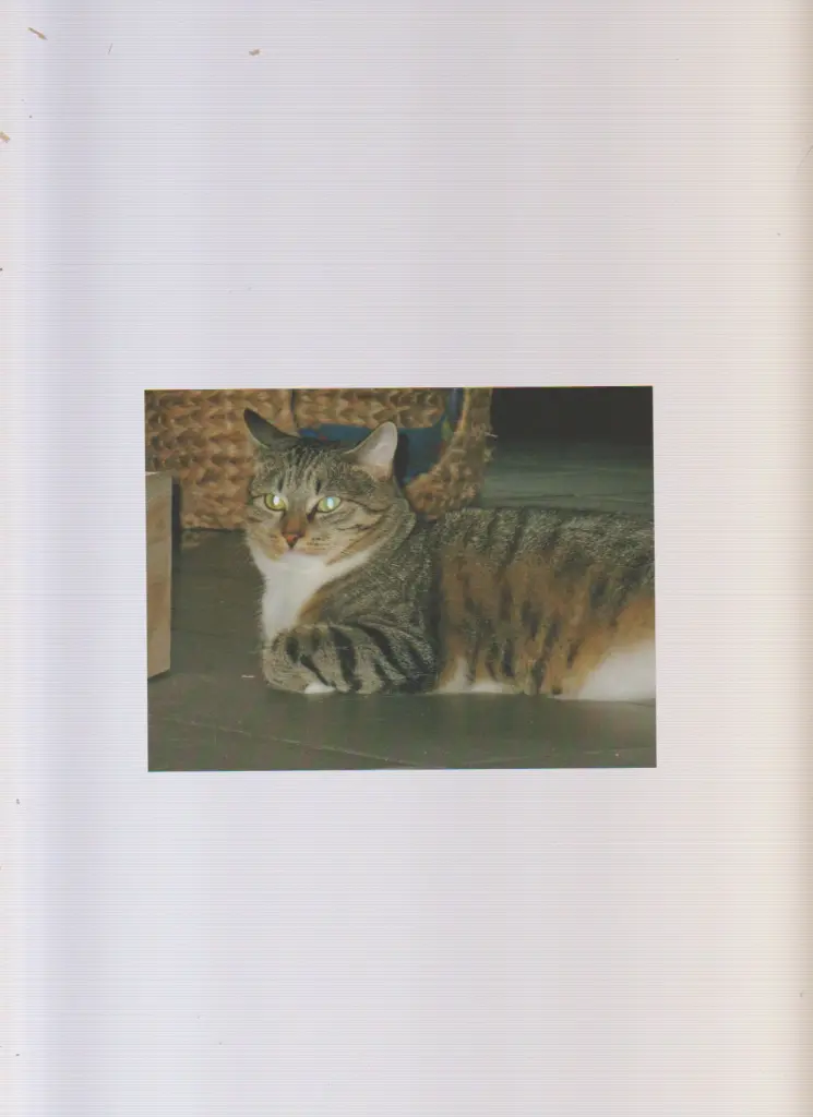 Bild von Dakota Belle