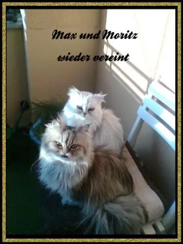 Image from Max und Moritz