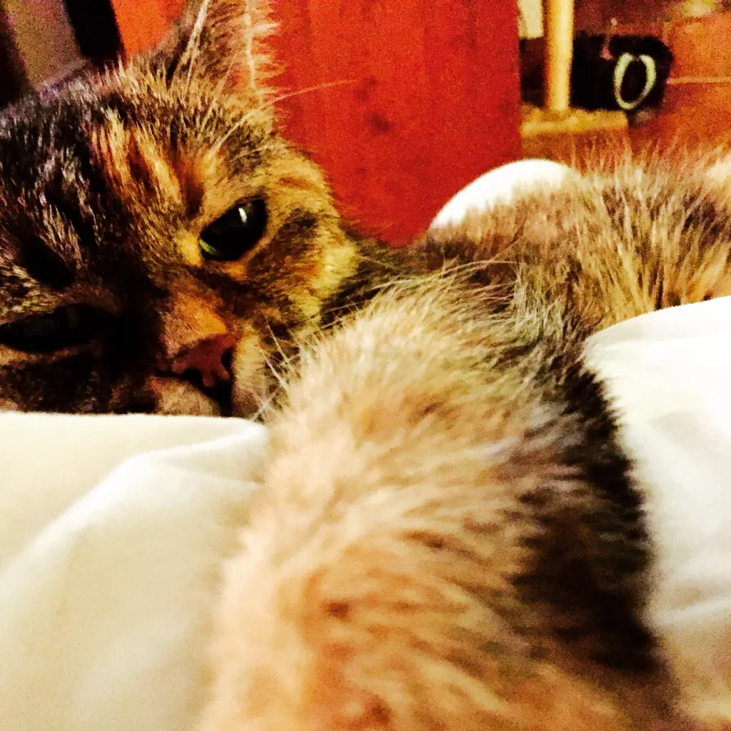 Image from Cleo