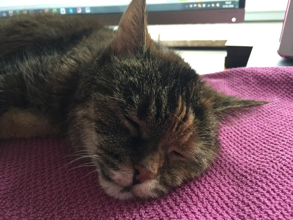 Image from Cleo