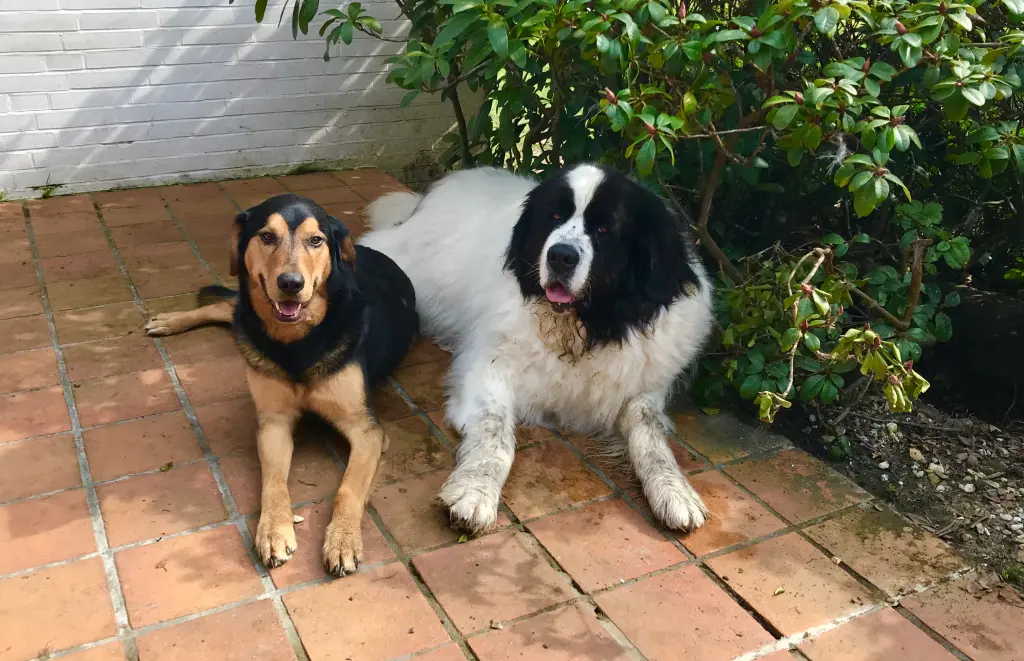 Andachtsbild von Amelie ,Marcel mit Balu & Simba