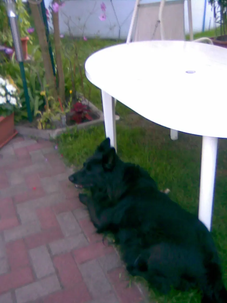 Condolence image of Gabi mit Bessy im Herzen