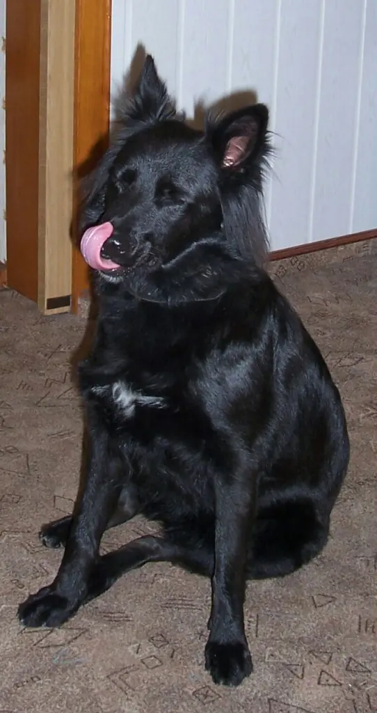 Condolence image of Gabi mit Bessy im Herzen