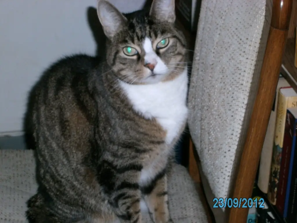 Image from Paulchen