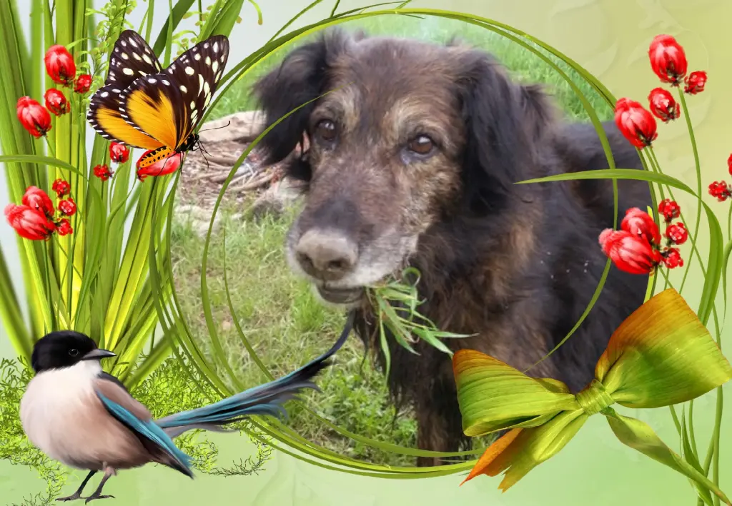 Condolence image of Klaudia mit Misiu❤❤❤