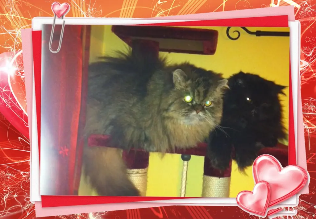 Condolence image of Fur Liebe Sotje❤und Liebe Moritz❤