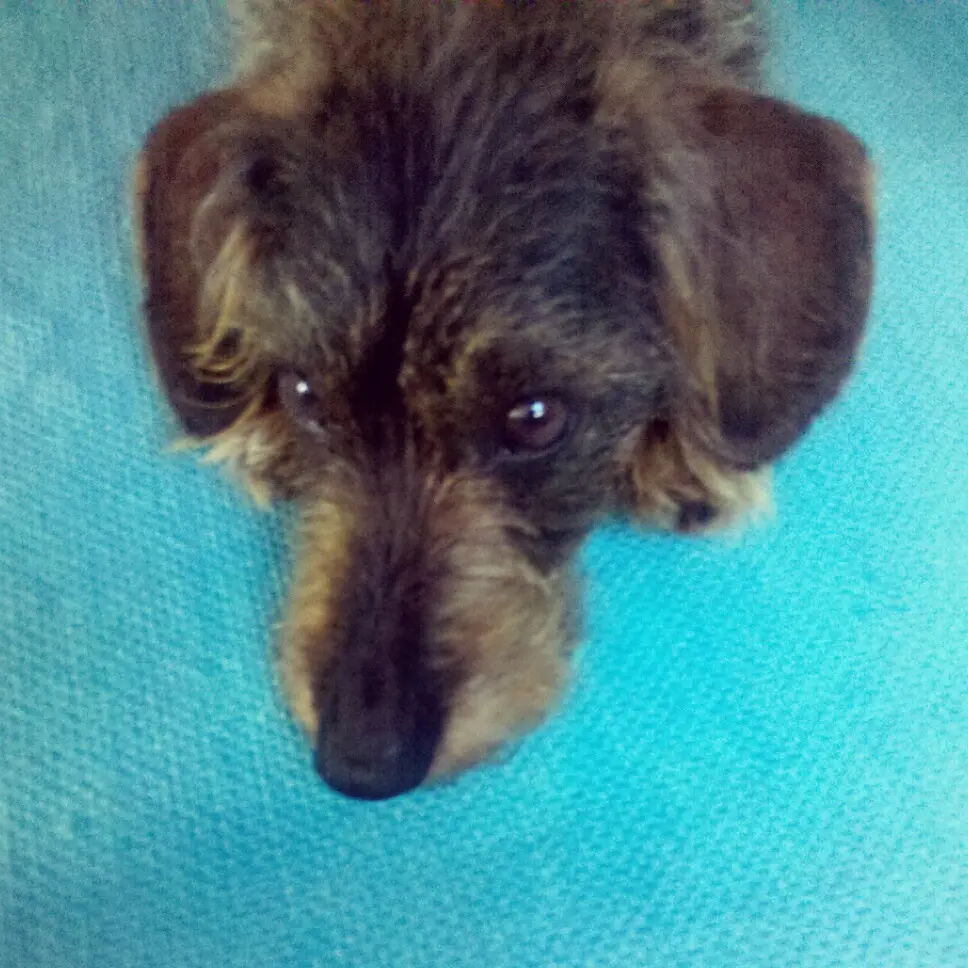 Image from Lucky