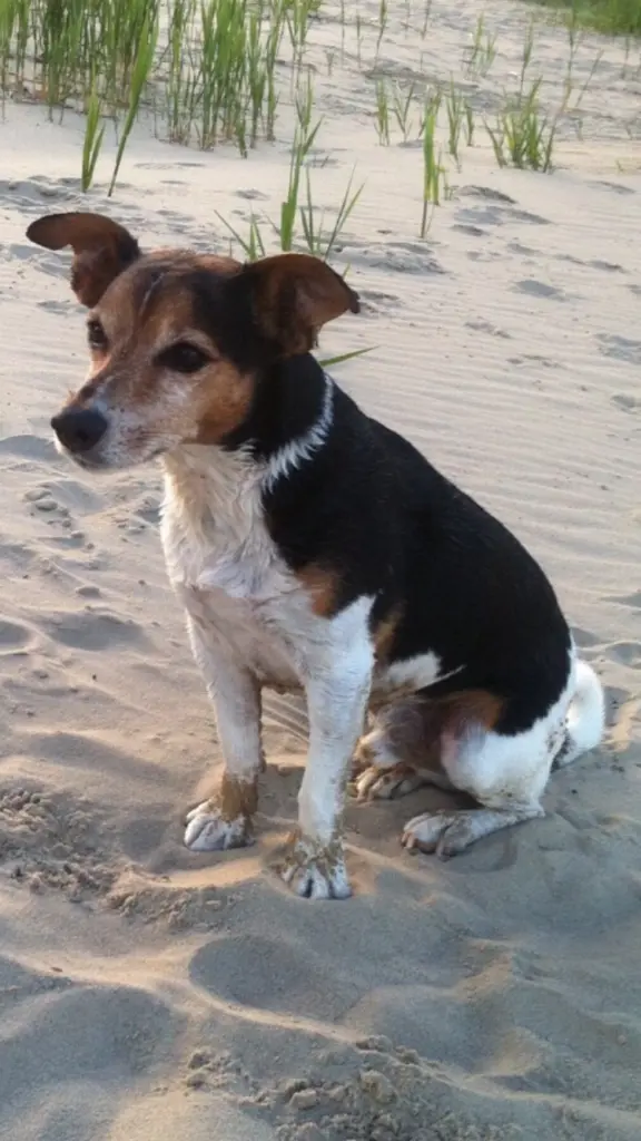 Image from Rocco