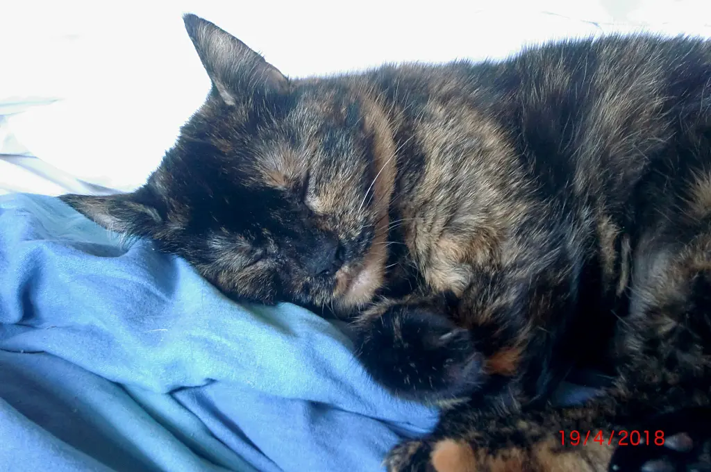 Condolence image of Erika