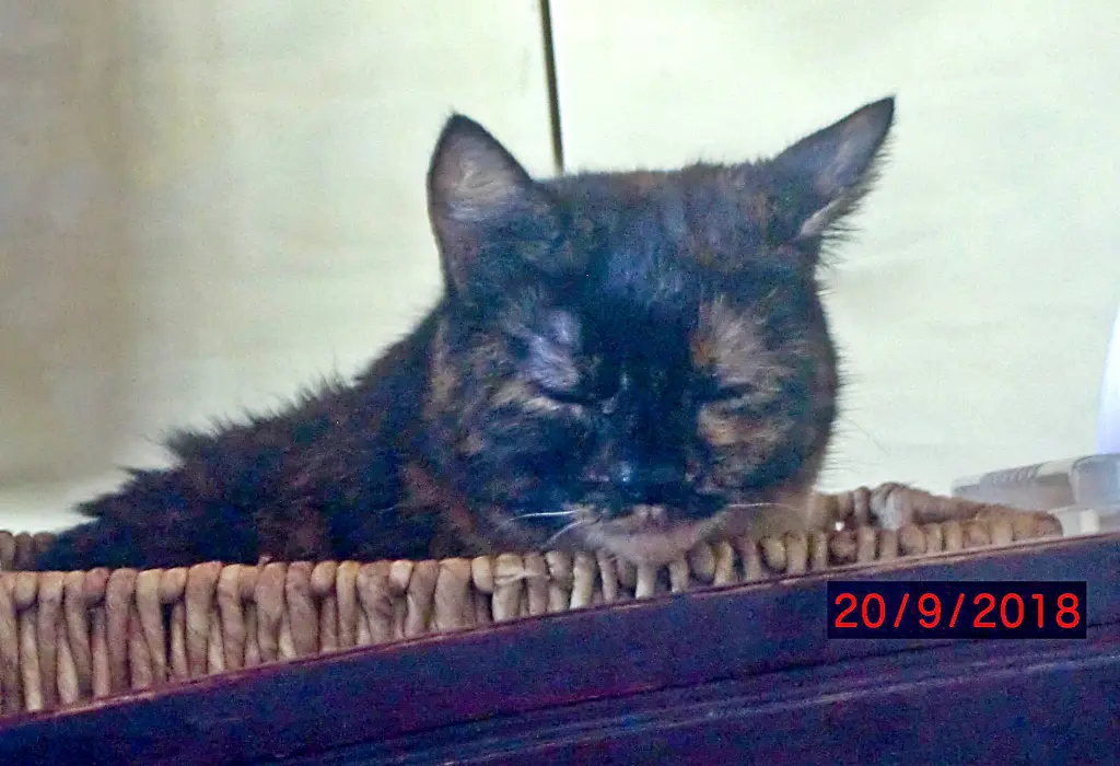 Condolence image of Erika