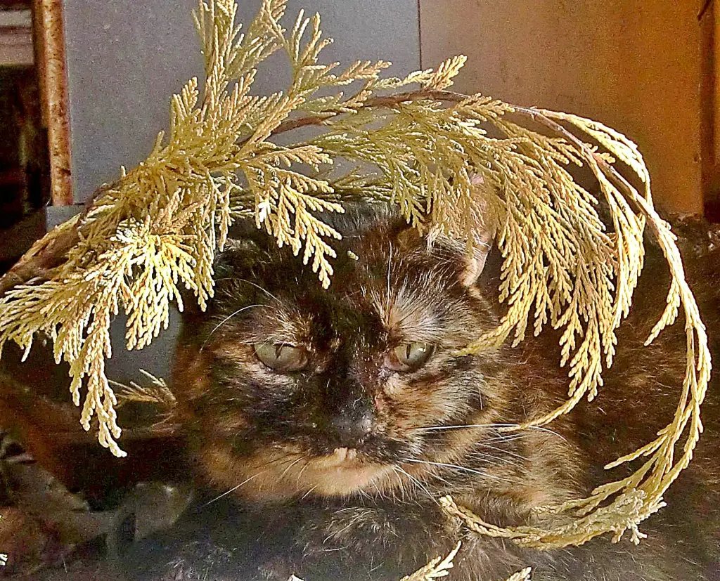 Condolence image of Erika