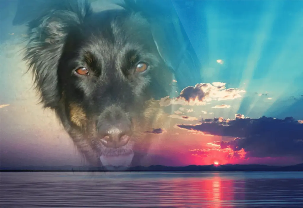 Condolence image of Markus