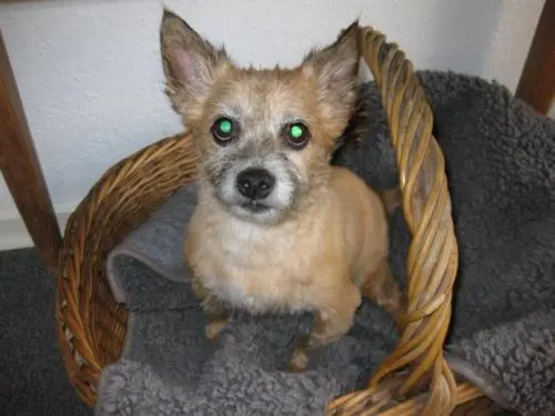 Image from Gismo