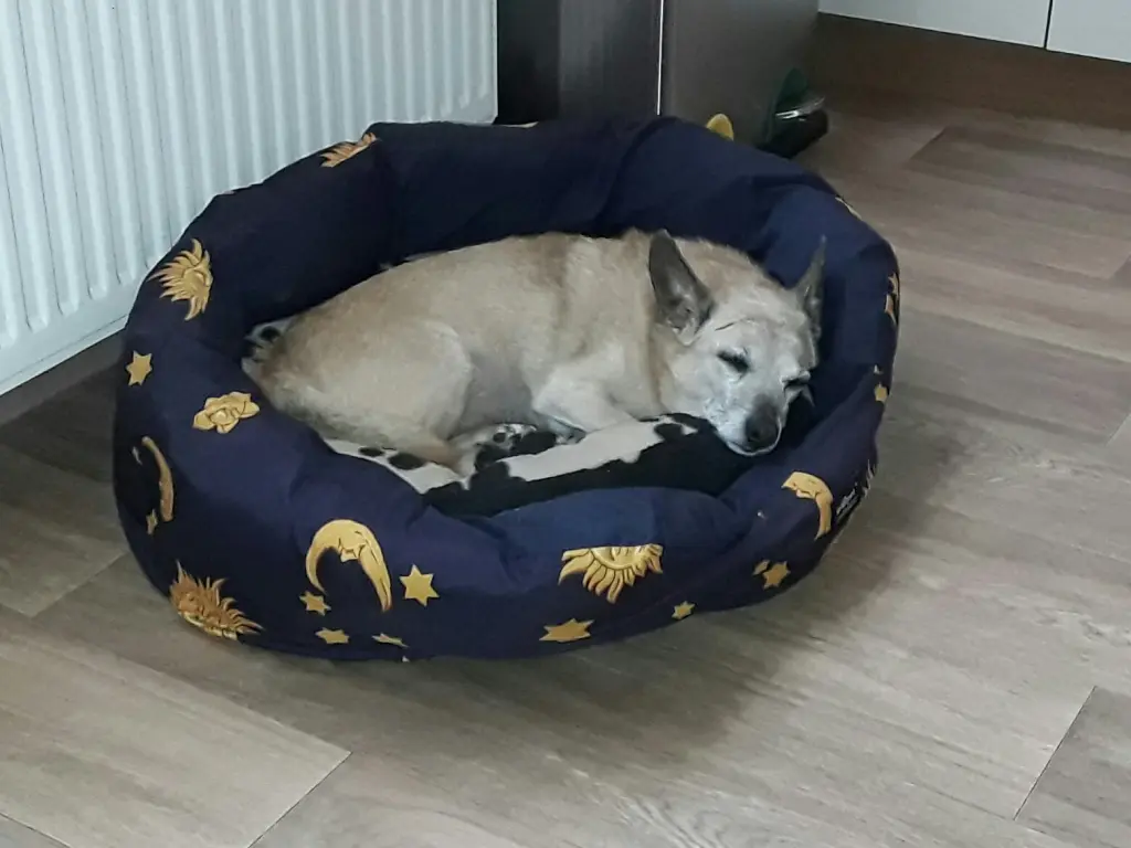 Andachtsbild von Michaela mit Nicko ganz tief im Herzen