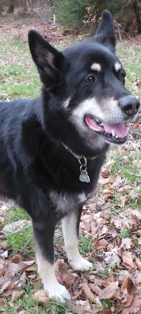 Andachtsbild von Angela mit Kira im Herzen +16.07.2018