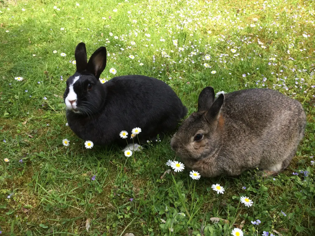 Andachtsbild von Rosen für Chantal