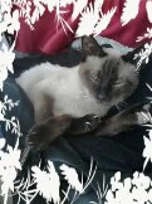 Condolence image of Frauchen