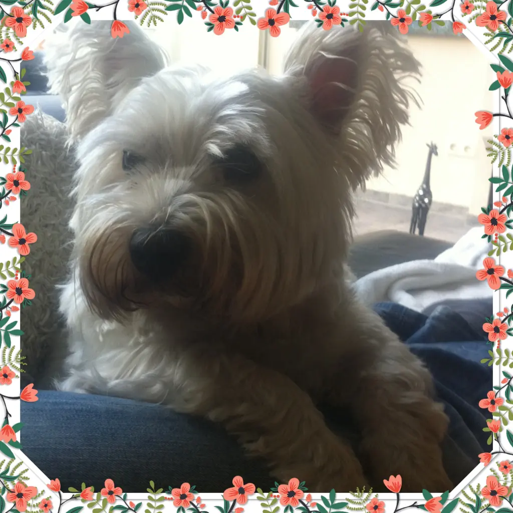 Image from Alisha