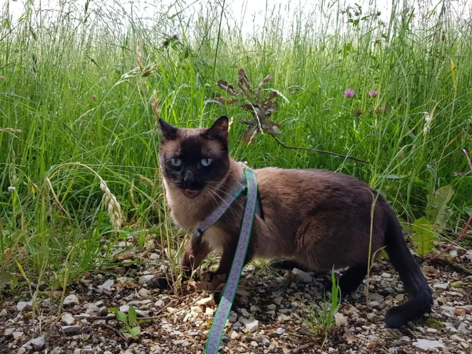 Image from Bella